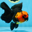 A Grade Apache Oranda Male 5.5-6 inches #081525OR_21
