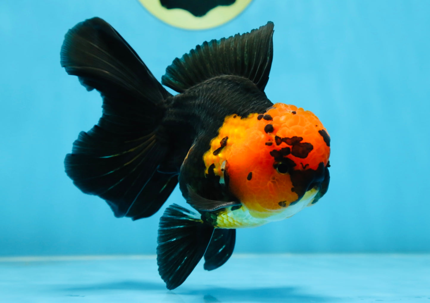 A Grade Apache Oranda Male 5.5-6 inches #081525OR_21