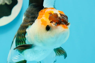 A Grade Chunky Tricolor Oranda Female 4.5 inches #0607OR_02