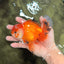 A Grade Red White Oranda Male 5.5 inches #040326OR_12