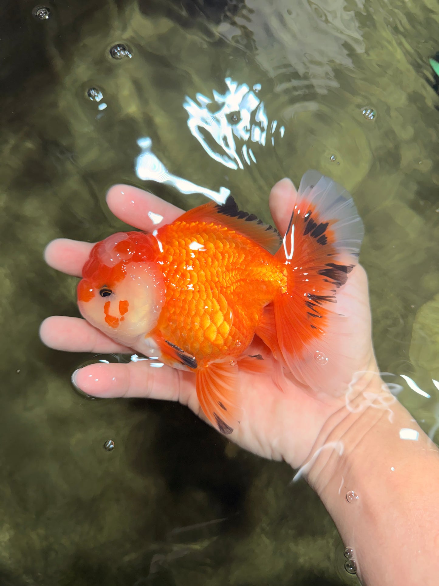A Grade Red White Oranda Male 5.5 inches #040326OR_12