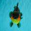 SUPER CUTE AAA Grade Apache Yuanbao Male 4.5-5 inches #101626YB_32