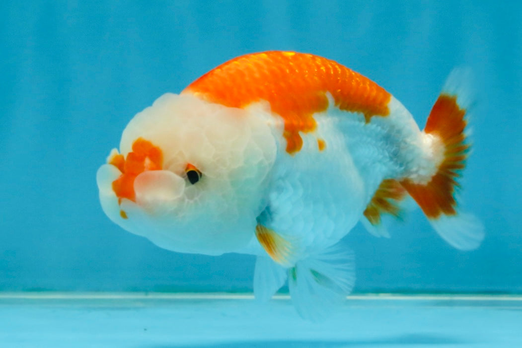 SANTA A Grade Red White LionQueen 4-4.5 inches #120525LC_12