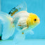 Little Chicken Lemonhead Oranda Male 4.5 inches #011725OR_03