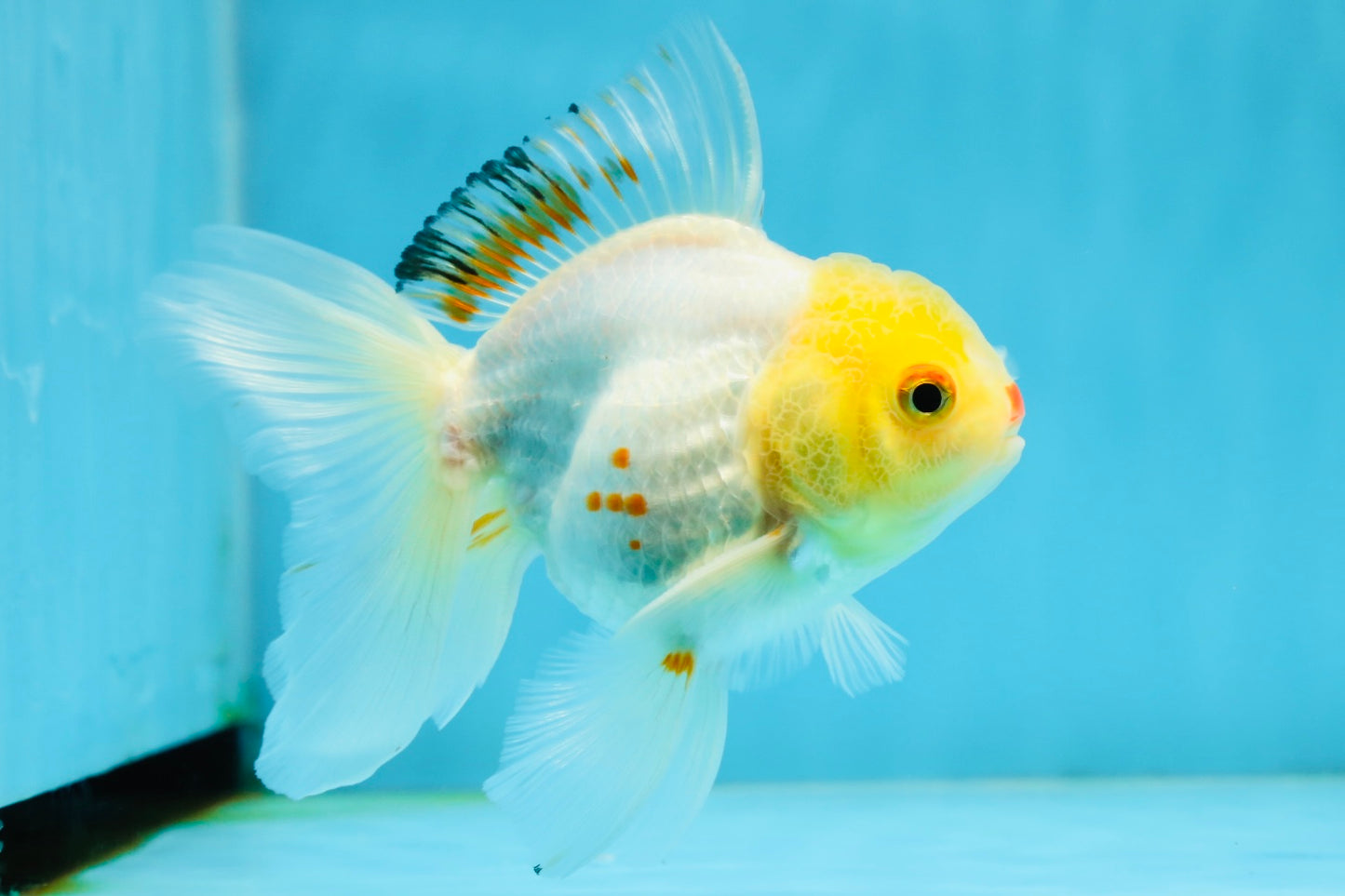 Little Chicken Lemonhead Oranda Male 4.5 inches #011725OR_03