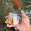 A Grade Calcio  Oranda Male 5 inches #080726OR_22