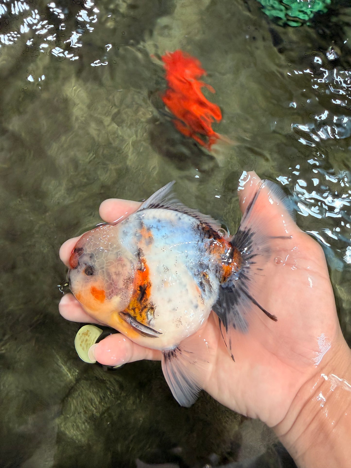A Grade Calcio  Oranda Male 5 inches #080726OR_22
