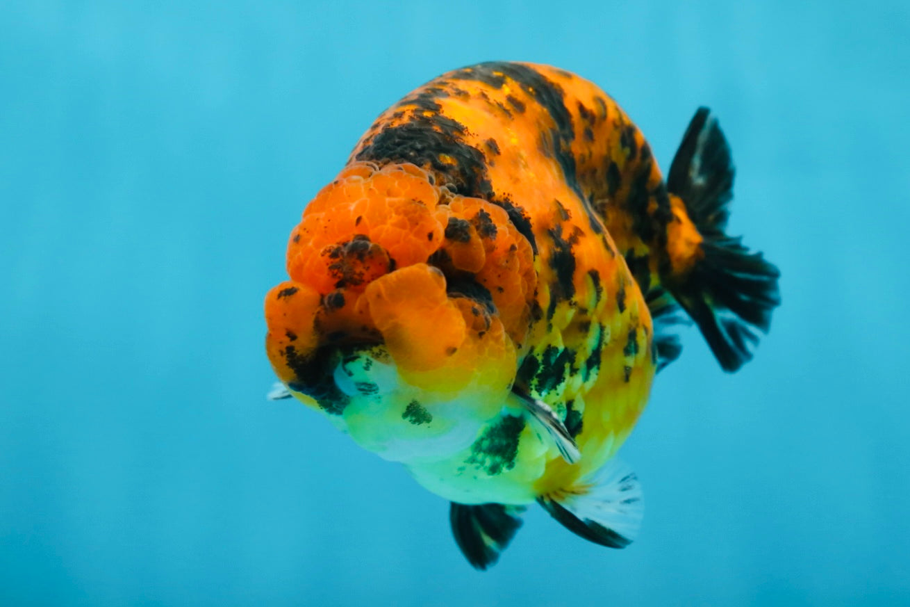 AAA Grade Tiger LionKing 4-4.5  inches #053025LC_10