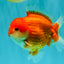 CHUBBY AAA Grade Red White Yuanbao Male 5.5 inches #090426YB_08