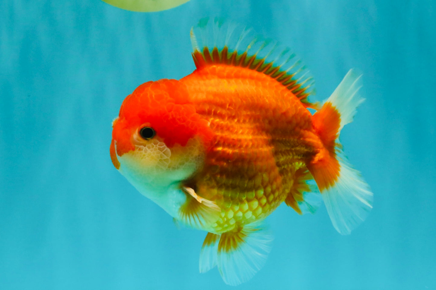 CHUBBY AAA Grade Red White Yuanbao Male 5.5 inches #090426YB_08