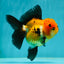 A Grade Tricolor Oranda Female 4.5 inches #110824OR_04