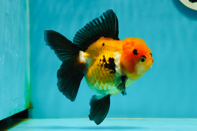 A Grade Tricolor Oranda Female 4.5 inches #110824OR_04