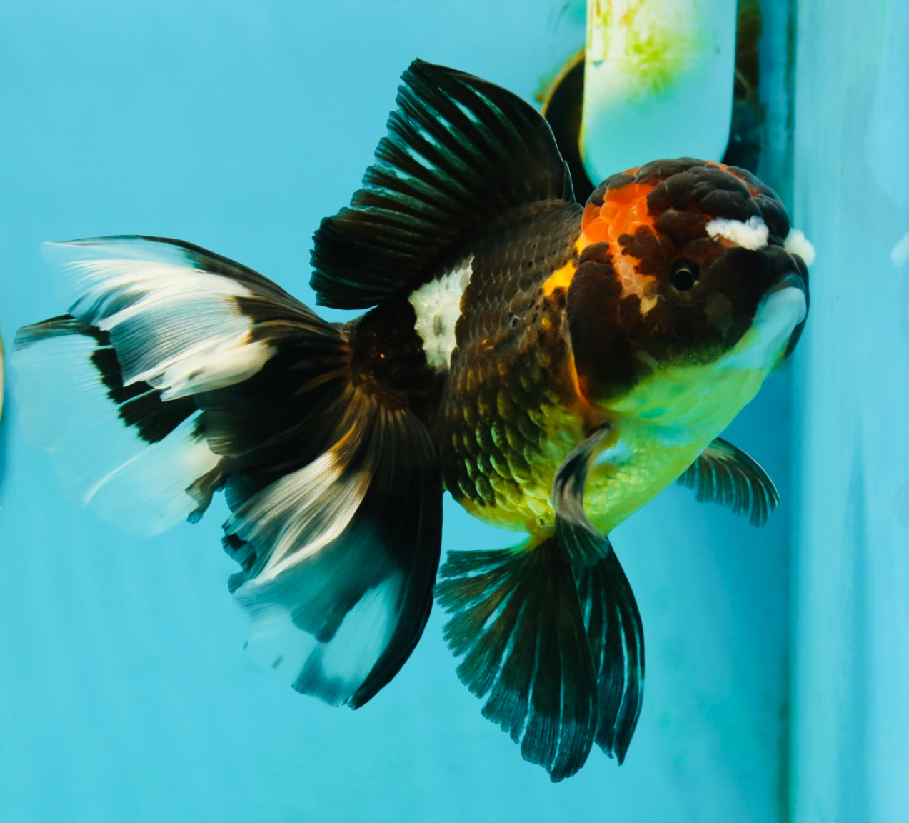 A Grade Pompom Tricolor Oranda Female 6.5 inches #112224OR_20