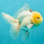 A Grade Super Chubby Lemonhead Button Eyes Oranda Male 5-5.5 inches #110824OR_12