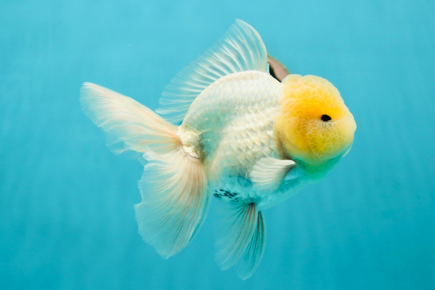 A Grade Super Chubby Lemonhead Button Eyes Oranda Male 5-5.5 inches #110824OR_12