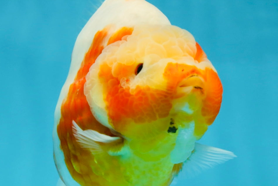 AAA Grade Godzilla Sakura Yuanbao Female 5.5 inches #050925YB_20