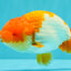 Red White Lionchu Male 4.5-5 Inches #100226LC_19