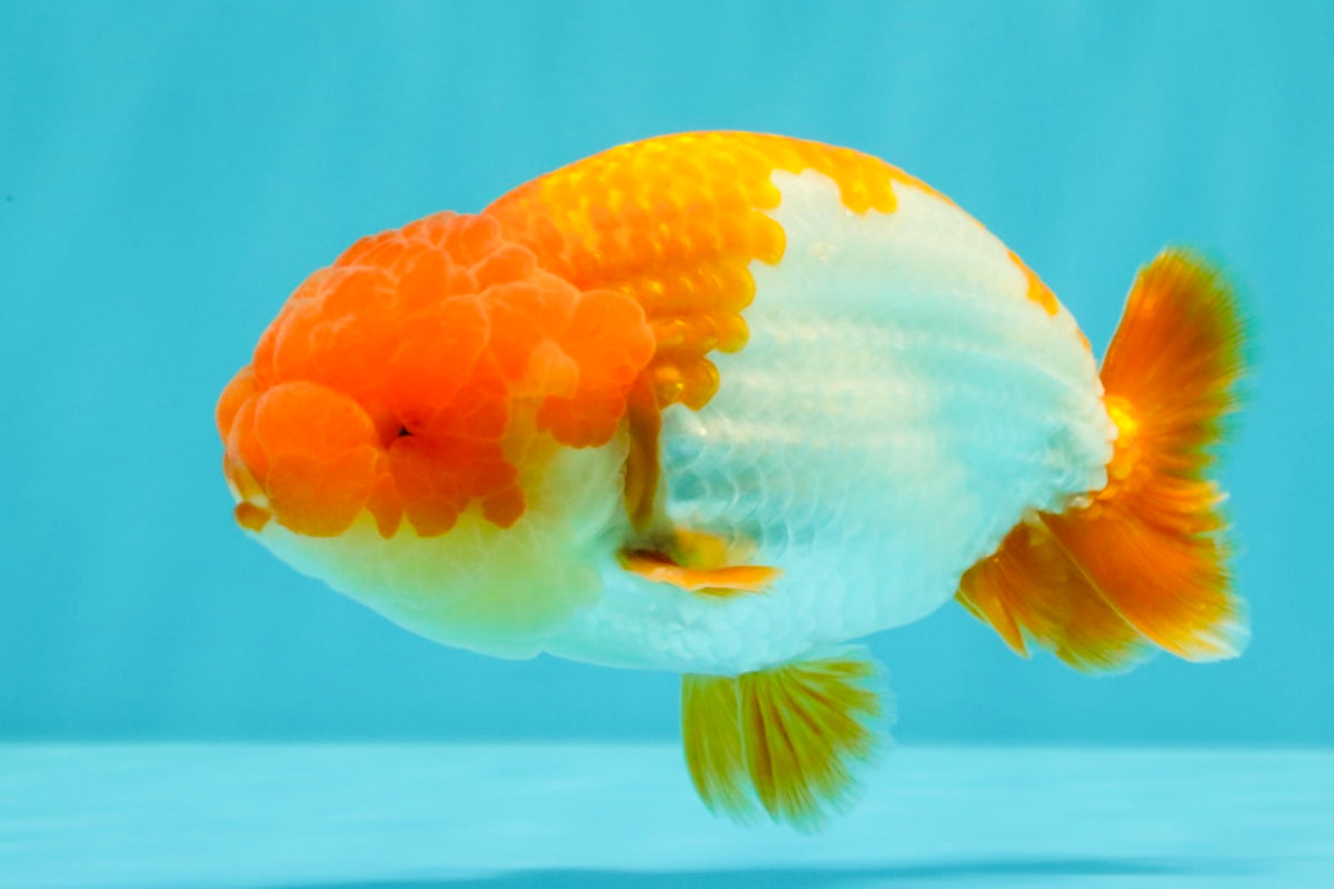 Red White Lionchu Male 4.5-5 Inches #100226LC_19