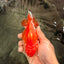 AAA Grade Red White Yuanbao Female 5 inches #062626YB_12