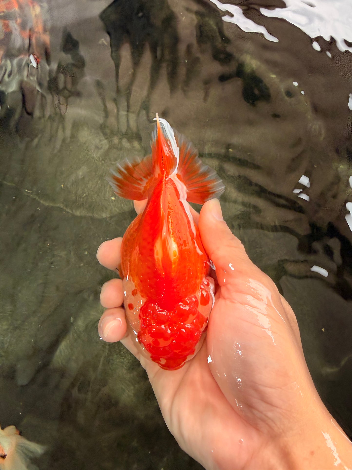AAA Grade Red White Yuanbao Female 5 inches #062626YB_12