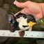 Tricolor Oranda Female 5.5 inches #082126OR_12