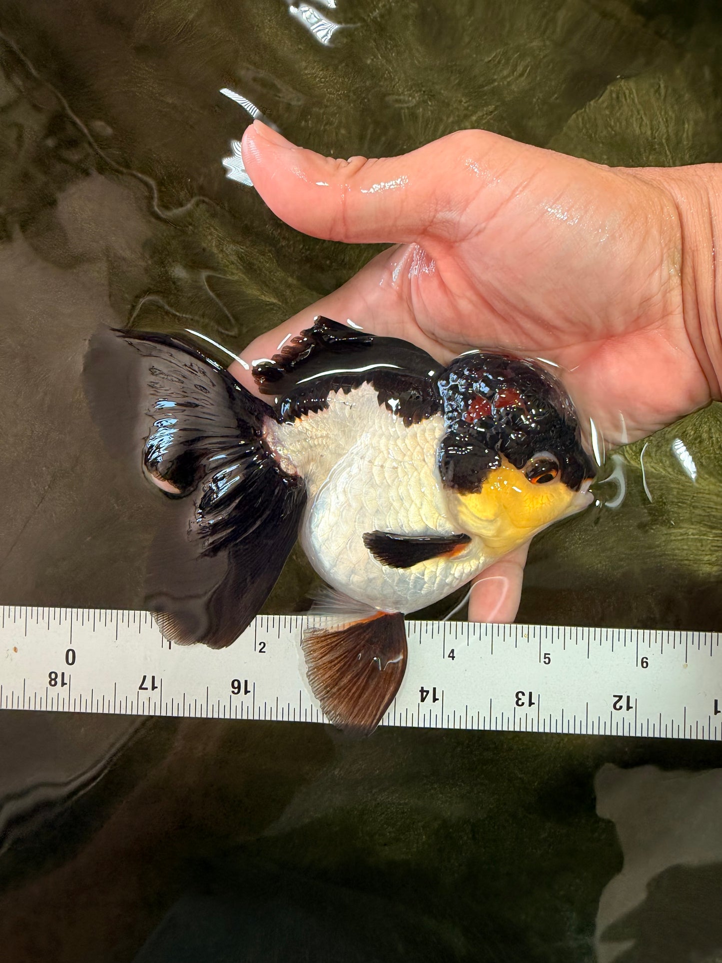 Tricolor Oranda Female 5.5 inches #082126OR_12