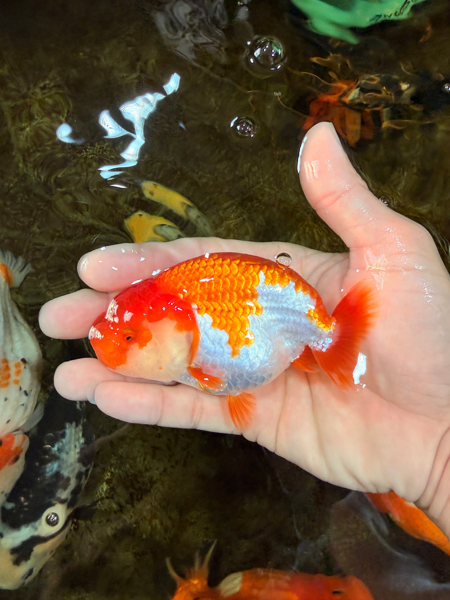 AAA Grade Red White LionQueen 4 inches #101725LC_08