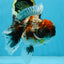 A Grade Kirin Oranda Female 6 inches #110725OR_02