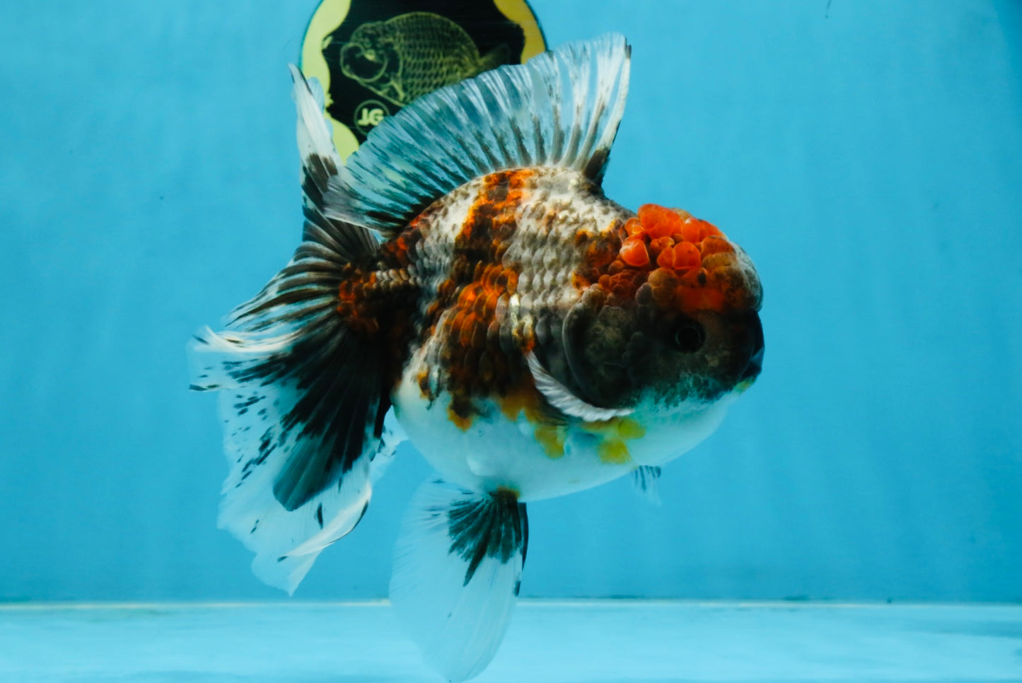 A Grade Kirin Oranda Female 6 inches #110725OR_02