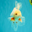 A Grade Red White Oranda Male 5.5-6 inches #102326OR_12