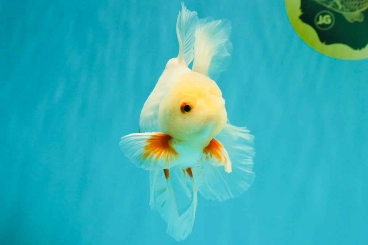 A Grade Red White Oranda Male 5.5-6 inches #102326OR_12