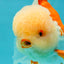 FLUFFY WEN AAA Grade Jade Head Red White Oranda Male 7.5 inches #071726OR_02