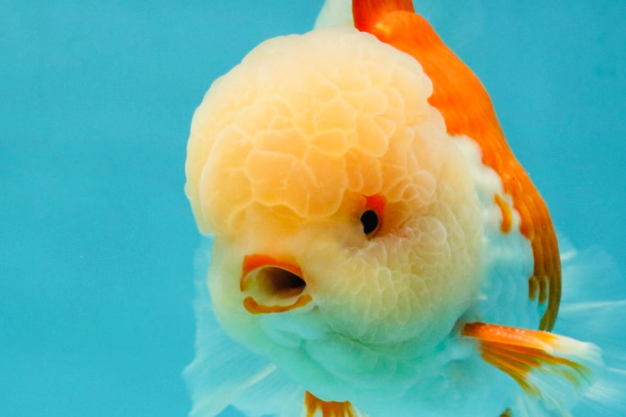 FLUFFY WEN AAA Grade Jade Head Red White Oranda Male 7.5 inches #071726OR_02