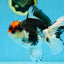 A Grade Tricolor Button Eyes Oranda Male 4.5-5 inches #081525OR_28