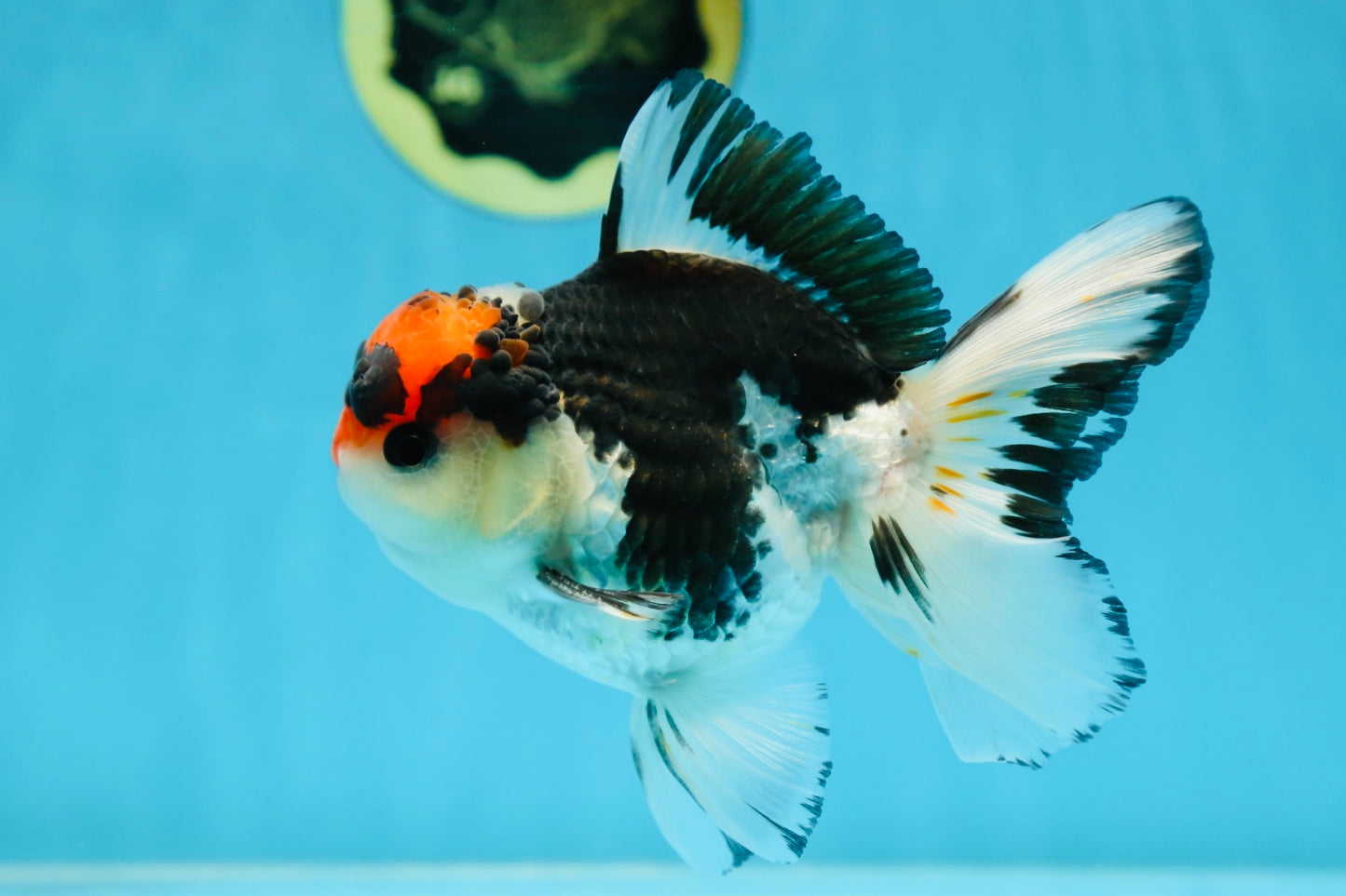 A Grade Tricolor Button Eyes Oranda Male 4.5-5 inches #081525OR_28
