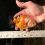 CHUBBY A Grade Chinese Tricolor Ranchu Male 4.5 inches #102425RC_02
