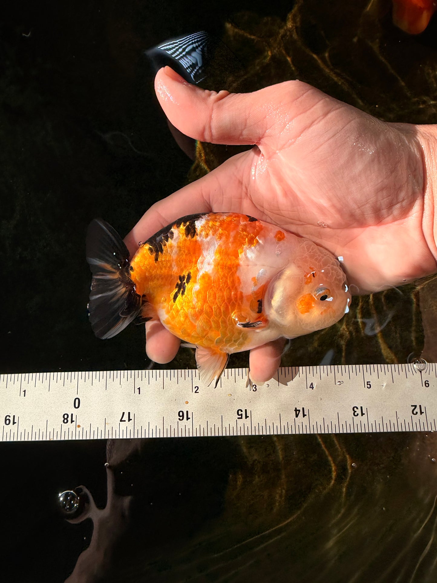 CHUBBY A Grade Chinese Tricolor Ranchu Male 4.5 inches #102425RC_02