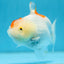 AAA Grade Chubby Shark LionQueen 4 inches #0908LC_13