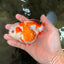 A Grade Kohaku Red White Oranda Female 5-5.5 inches #102326OR_06