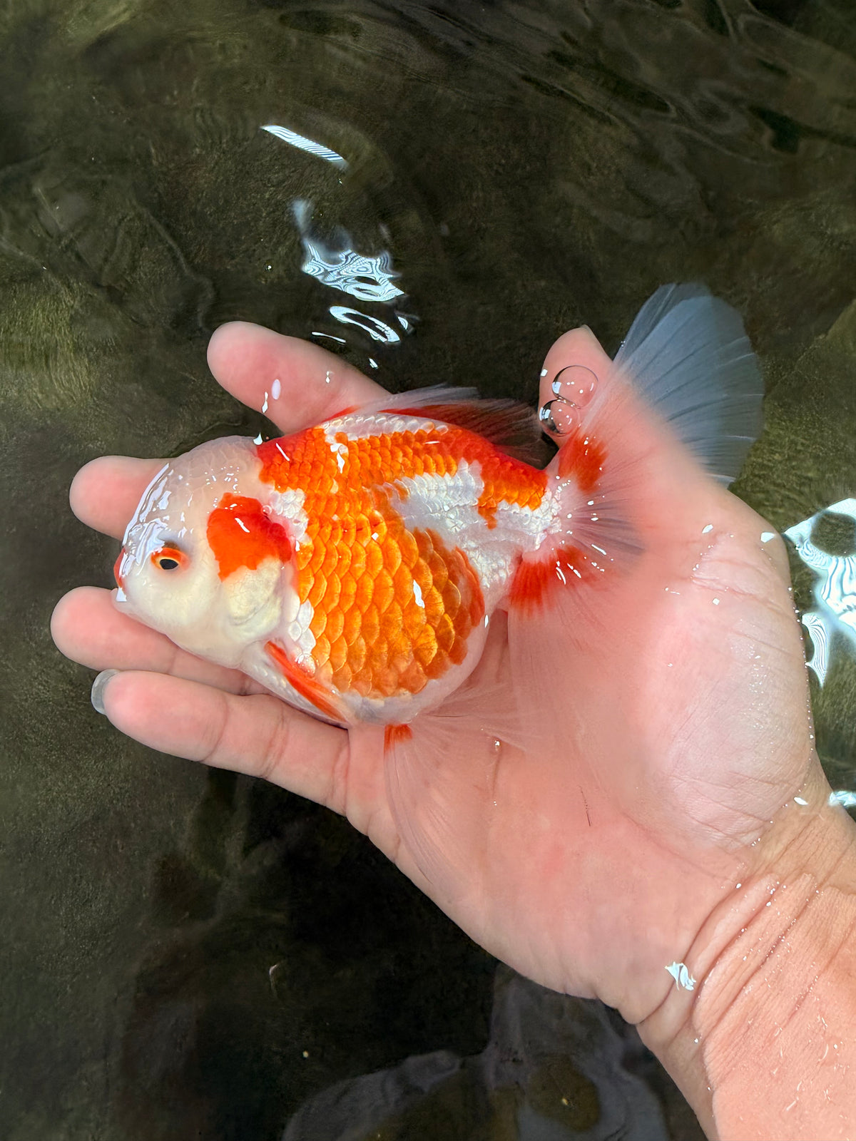 A Grade Kohaku Red White Oranda Female 5-5.5 inches #102326OR_06
