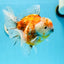 Show Grade Godzilla Oranda Female 6.5 inches #0804OR_15