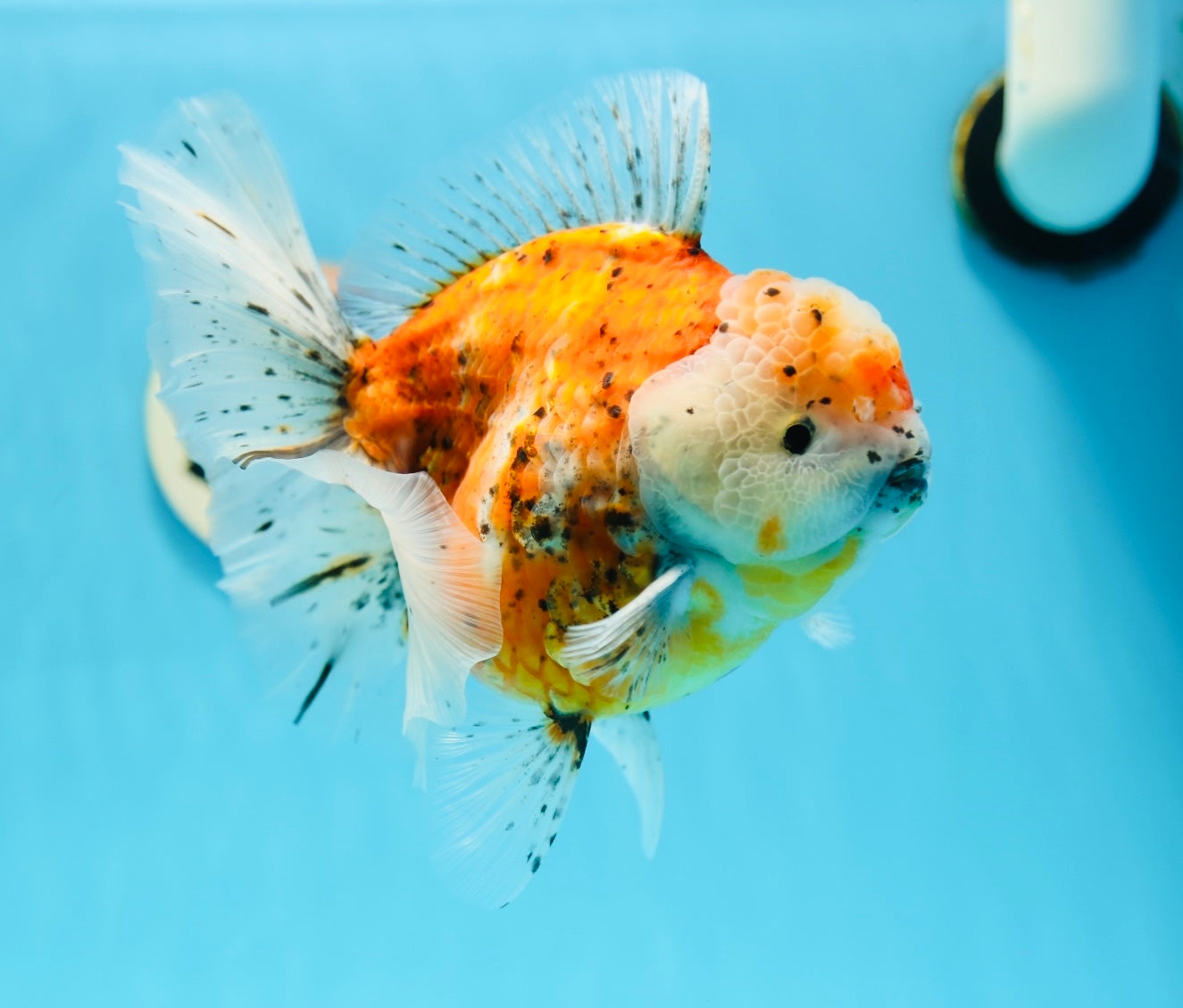 Godzilla Oranda hembra de 6,5 pulgadas de grado de exhibición #0804OR_15