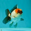 Tricolor Oranda Male 3.5 inches #102524OR_23