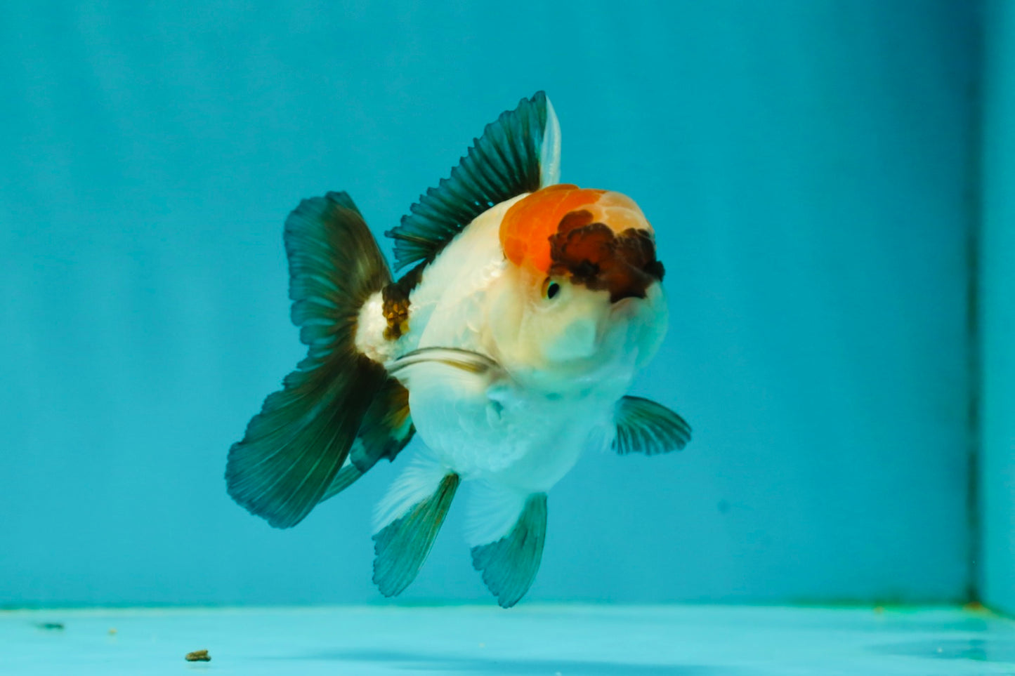 Tricolor Oranda Male 3.5 inches #102524OR_23