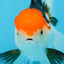 Tricolor Oranda Female 5.5 inches #091225OR_19