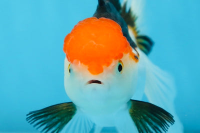 Tricolor Oranda Female 5.5 inches #091225OR_19