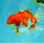 A Grade Red White Oranda Female 6.5-7 inches #050826OR_06