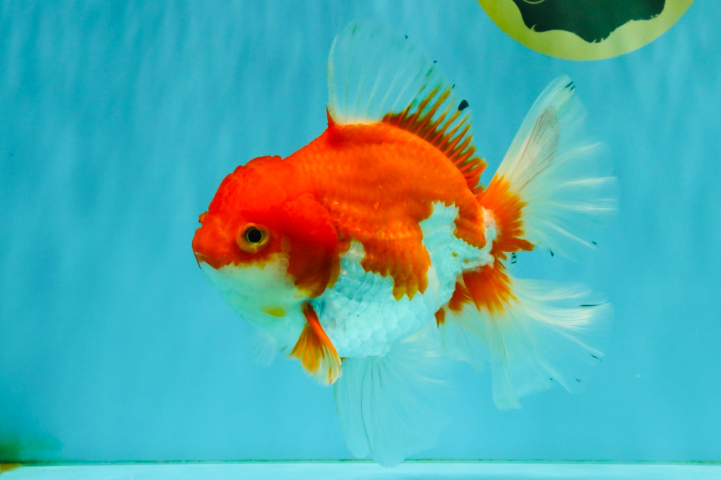 A Grade Red White Oranda Female 6.5-7 inches #050826OR_06