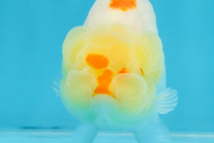 A Grade Red White LionQueen 4 inches #103125LC_21