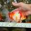 A Grade Kohaku Red White Oranda Male 6 inches #081426OR_09